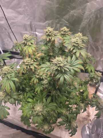 first grow — flower, day 98
