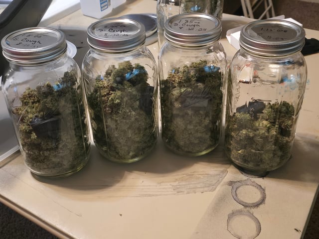 First grow — harvest, day 135