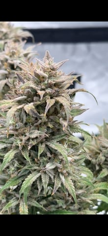 ThePotParents