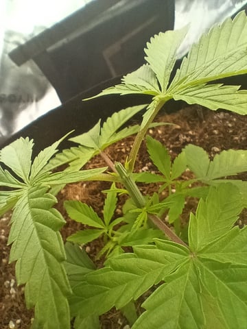 1st tent grow — vegetative, day 21