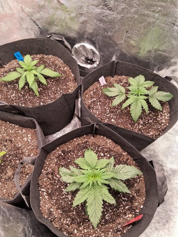 Lemon Cherry Cookies, Purple Haze and Strawberry Gorilla Grows — vegetative, day 127