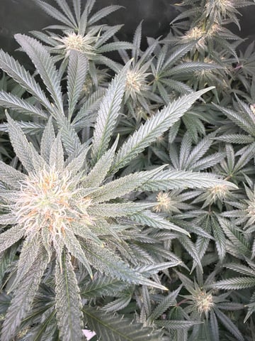 first tent grow