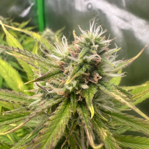 Ztrawberriez (Auto) 2026 - 1 — flower, day 60