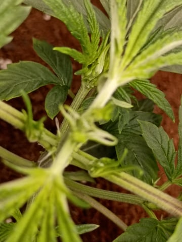 1st Grow Eva — vegetative, day 17