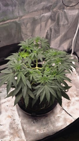 mc nuggets r1 — flower, day 51