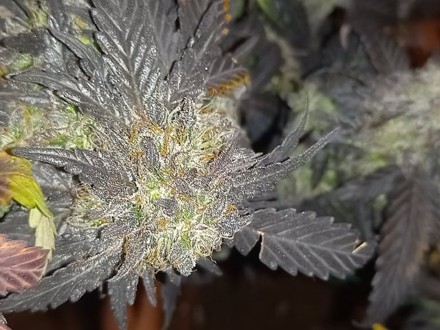 ( Guava Dawg × Sour Tangie ) F2 — harvest, day 42