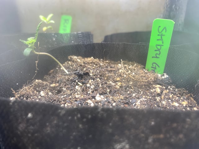 Auto Run #1 2025-2026 — seedling_rooting, day 13