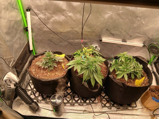 Lsd25, Dosido,GDP All Autos. — grow_setup, day 24