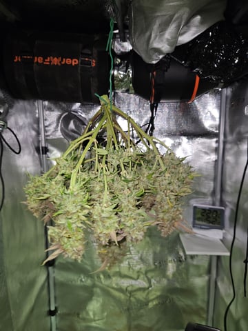 Mimosa Bruce Banner XL — harvest, day 84