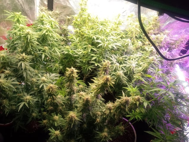  auto mixed pack indoor attempt #1