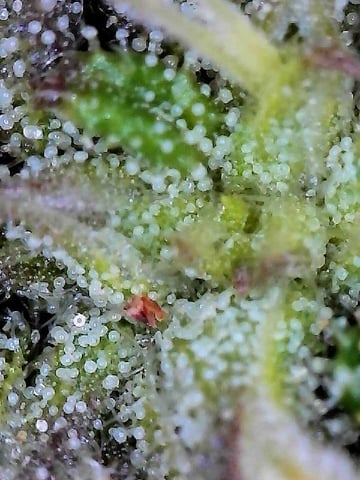 trying some bag seeds — flower, day 70