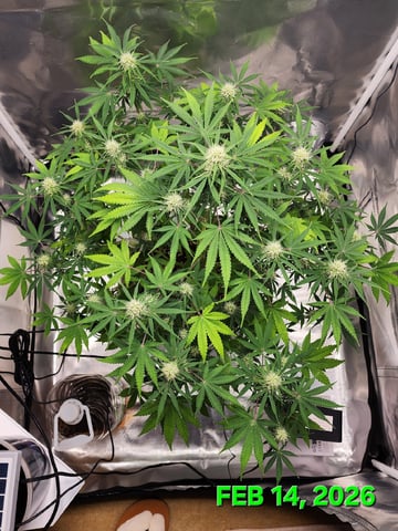 Dos Si Dos. Indica — flower, day 51