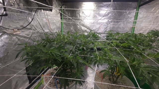 1st grow indoors(cardboard box to 2x2x4 to 5x5x6) — flower, day 83