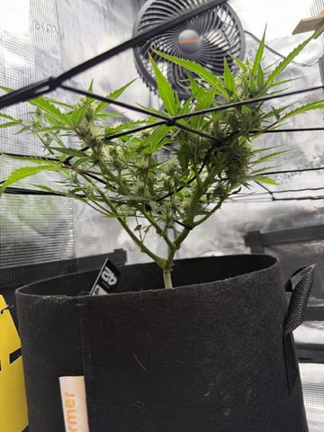 Gorilla Cookies — 1st Grow — flower, day 70
