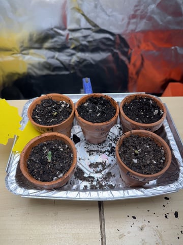 Grow #2 — seedling_rooting, day 9