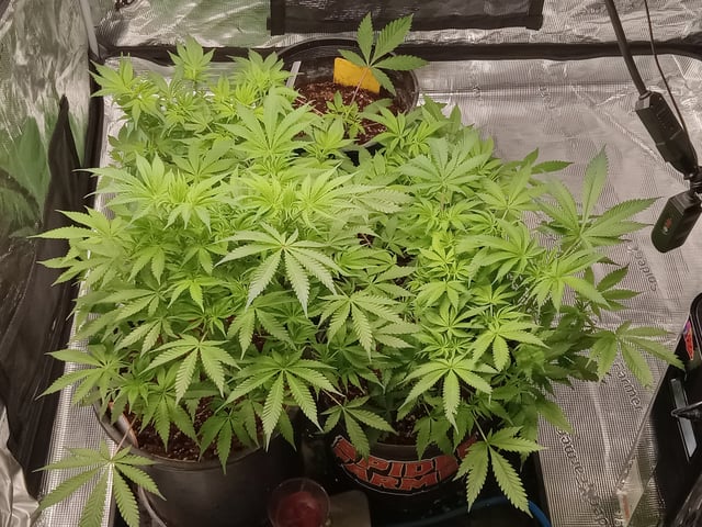 critical purple kush x peyote wifi  in the auto pot system tray 2 grow with added microhazian to the coco coir  — vegetative, day 53