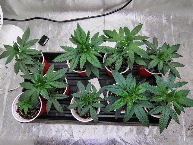garage set up — vegetative, day 34