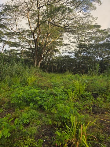 True Living Organics Aloha Style Master Kush Auto — grow_setup, day 3