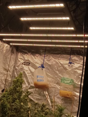 5 Autos — grow_setup, day 21