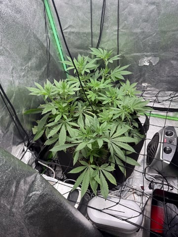 indoor trellis tie down 