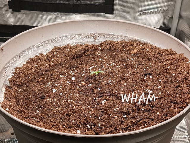 Christmas Stash  — seedling_rooting, day 2
