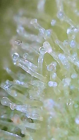 First ever grow — flower, day 87