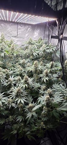 Maple Nectar  — flower, day 84