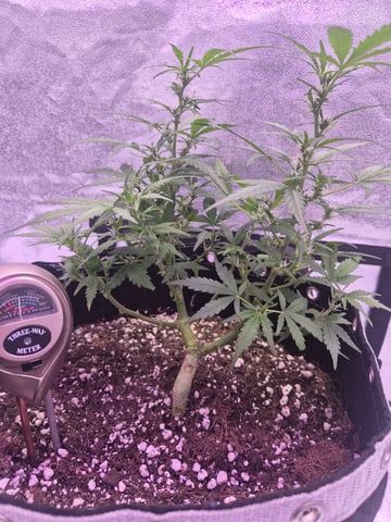 I'll get it right — flower, day 58