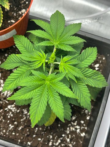 Stardust OG  — vegetative, day 22