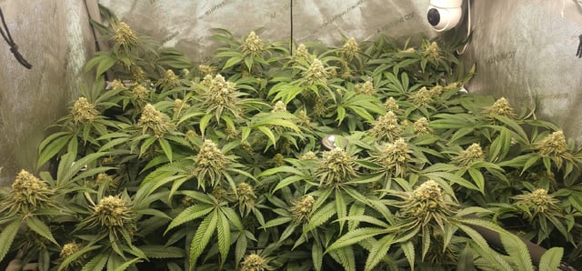 Punch Mints — flower, day 45