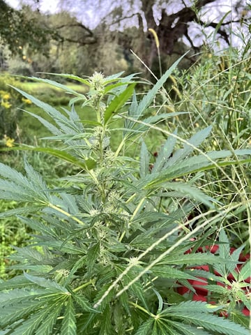 Banjo (Adam’s Plant) — flower, day 61
