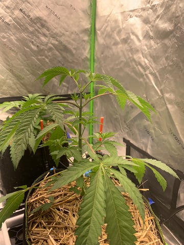 Six  — vegetative, day 35