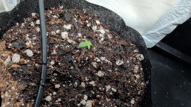 Spring  — seedling_rooting, day 1