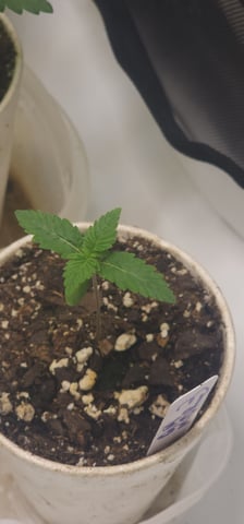 Tester Strain #1  — vegetative, day 27