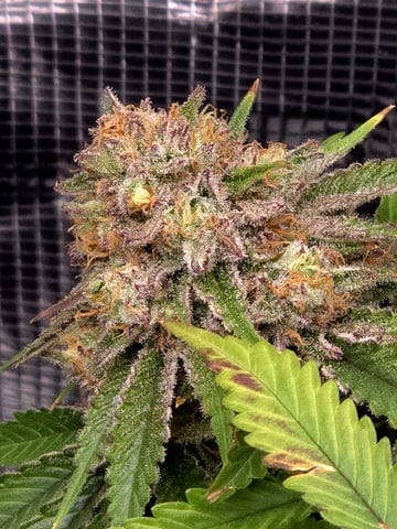 Dirty Bird - Thousand Island Fem & Platinum Kush Breath Remix x Grape Cakehead Fem Photo  — flower, day 105