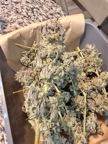 BloodMoon Gelato — done, day 118