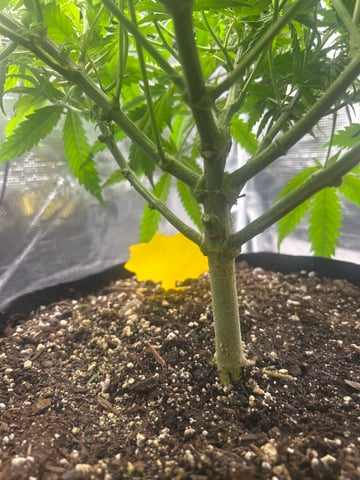 2nd Run — vegetative, day 70