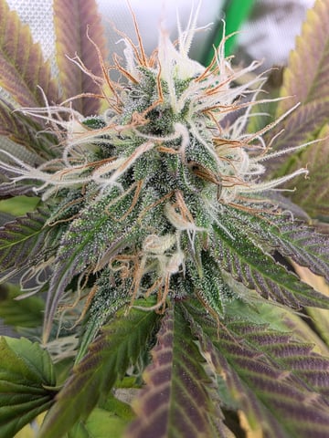 First Grow — flower, day 110