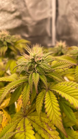 ❄️💚❄️WinterGrow❄️💚❄️ — flower, day 99