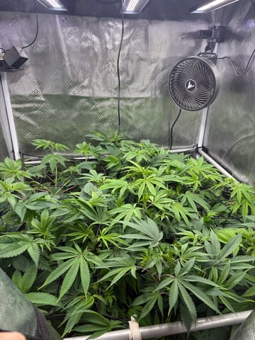 grow 3 — flower, day 5