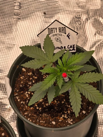 Dirty Bird - Thousand Island Fem & Platinum Kush Breath Remix x Grape Cakehead Fem Photo  — vegetative, day 14