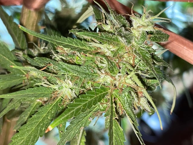 fuzzy skunk — auto, day 3