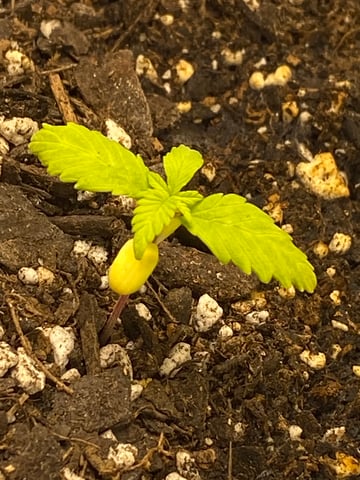 Gorilla Melon — seedling_rooting, day 28