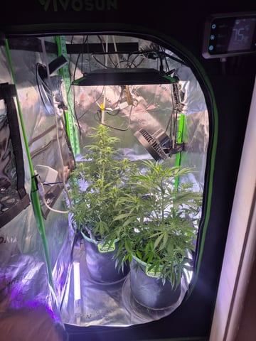 First "Auto" Grow — flower, day 40