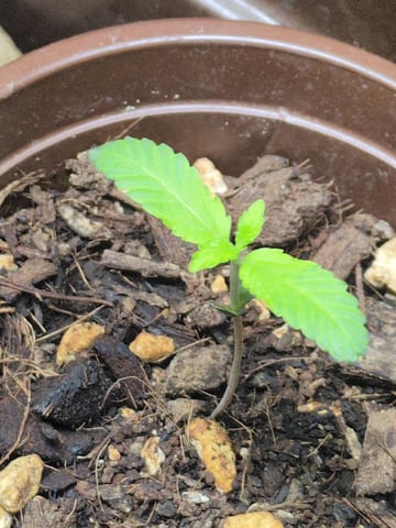 Audrey III — seedling_rooting, day 8