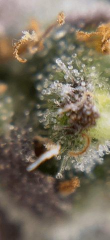best budz — flower, day 83