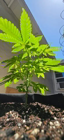 Mystery Weed Plant — vegetative, day 56