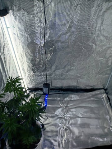 Mimosa Shot — vegetative, day 96