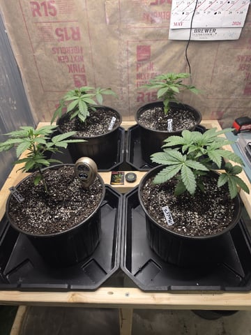 2nd Grow Sesh — vegetative, day 30
