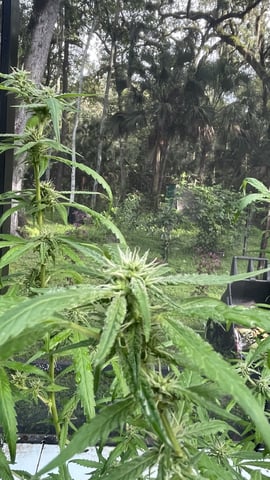 UNKNOWN STRAIN